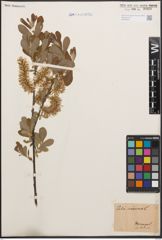 Foto von Salix cinerea L.